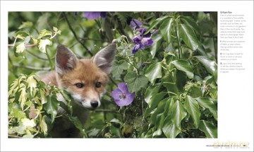How to Photograph Absolutely Everything (DK Tom Ang Photography Guides) - Tom Ang [KSIĄŻKA]
