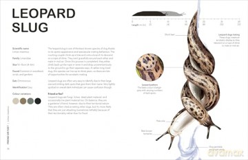 RHS Slugs: Friend or Foe?: Know Your Slugs and Learn to Live With Them - Royal Horticultural Society [KSIĄŻKA]