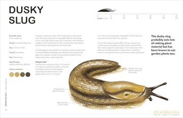 RHS Slugs: Friend or Foe?: Know Your Slugs and Learn to Live With Them - Royal Horticultural Society [KSIĄŻKA]
