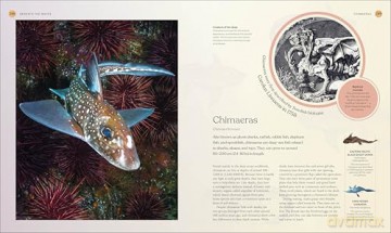 The Ocean Book: The Stories, Science, and History of Oceans (DK Nature Books) - DK [KSIĄŻKA]
