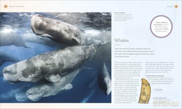 The Ocean Book: The Stories, Science, and History of Oceans (DK Nature Books) - DK [KSIĄŻKA]