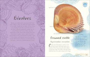 An Anthology of Shells: A Collection of Fascinating Shells from Around the World (DK Little Anthologies) - Simon Aiken [KSIĄŻKA]