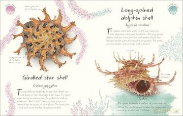 An Anthology of Shells: A Collection of Fascinating Shells from Around the World (DK Little Anthologies) - Simon Aiken [KSIĄŻKA]