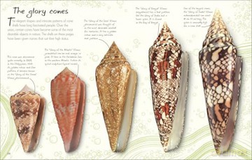 An Anthology of Shells: A Collection of Fascinating Shells from Around the World (DK Little Anthologies) - Simon Aiken [KSIĄŻKA]