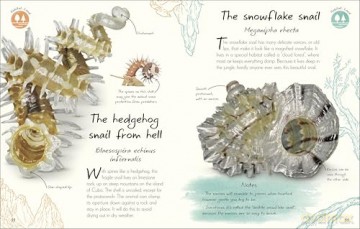 An Anthology of Shells: A Collection of Fascinating Shells from Around the World (DK Little Anthologies) - Simon Aiken [KSIĄŻKA]