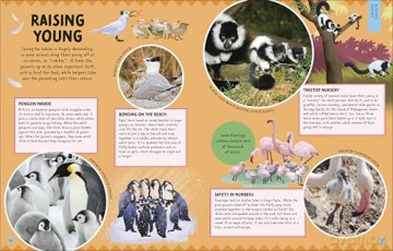 Animal Partnerships: Radical Relationships, Unlikely Alliances, and Other Animal Teams (Wonders of Wildlife) - Ben Hoare [KSIĄŻKA]