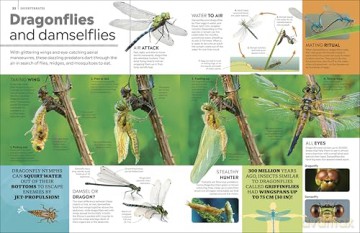 Eyewitness Encyclopedia of Animals (DK Eyewitness) - DK [KSIĄŻKA]
