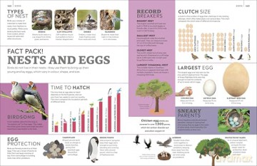 Eyewitness Encyclopedia of Animals (DK Eyewitness) - DK [KSIĄŻKA]