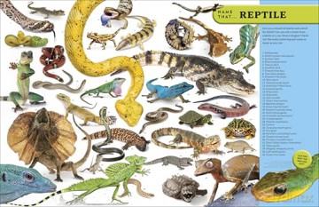 Eyewitness Encyclopedia of Animals (DK Eyewitness) - DK [KSIĄŻKA]