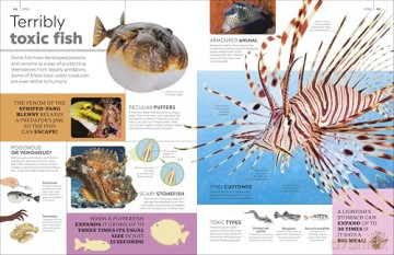 Eyewitness Encyclopedia of Animals (DK Eyewitness) - DK [KSIĄŻKA]