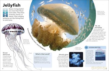 Eyewonder Oceans: Open Your Eyes to a World of Discovery - DK [KSIĄŻKA]
