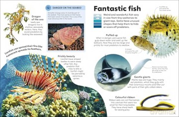 Eyewonder Oceans: Open Your Eyes to a World of Discovery - DK [KSIĄŻKA]