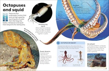 Eyewonder Oceans: Open Your Eyes to a World of Discovery - DK [KSIĄŻKA]