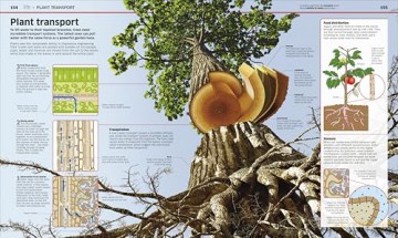 Knowledge Encyclopedia Science, 2nd Edition (DK Knowledge Encyclopedias) - DK [KSIĄŻKA]