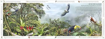Rainforest: Discover the Extraordinary Life in Earth's Most Delicate Ecosystems (DK Panorama) - DK [KSIĄŻKA]