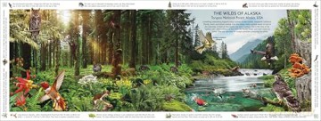 Rainforest: Discover the Extraordinary Life in Earth's Most Delicate Ecosystems (DK Panorama) - DK [KSIĄŻKA]