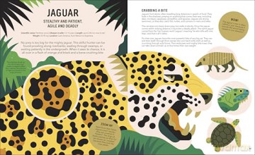 Zoom Out Natural World: Discover 12 Iconic Animals and Their Incredible Ecosystems - Owen Davey [KSIĄŻKA]