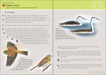Birdwatcher's Walks in a Box: Year-round bird walks in Britain on pocketable cards (Duncan Petersen Guides) - Duncan Petersen [KSIĄŻKA]