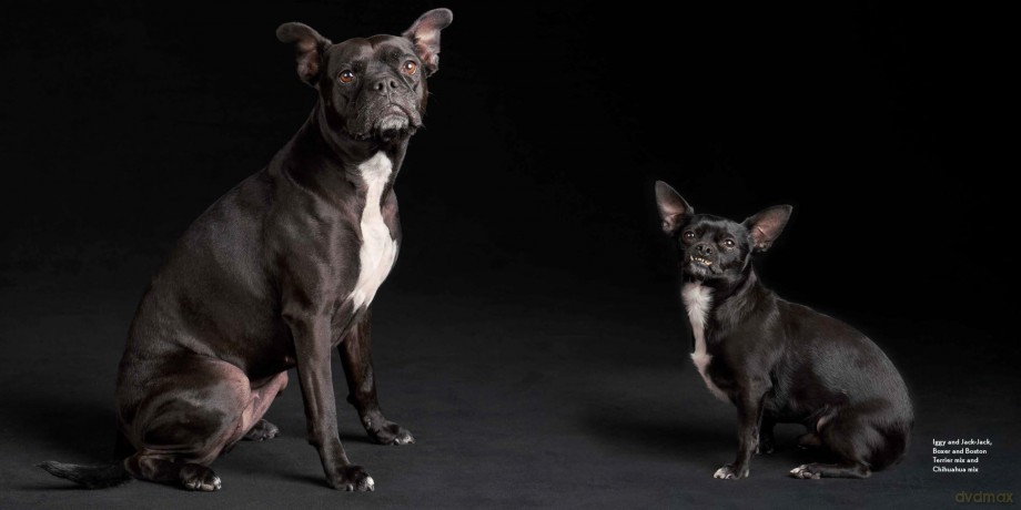 Black Dogs: Stories of Love and Friendship - Fred Levy [KSIĄŻKA]
