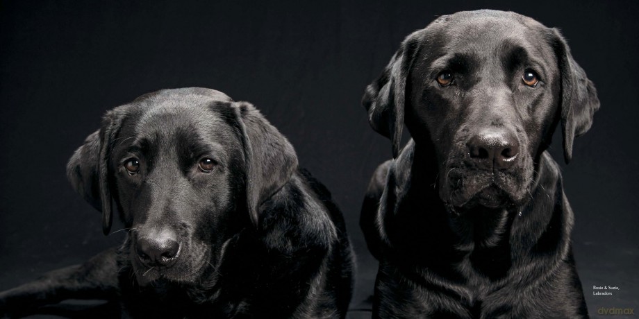 Black Dogs: Stories of Love and Friendship - Fred Levy [KSIĄŻKA]