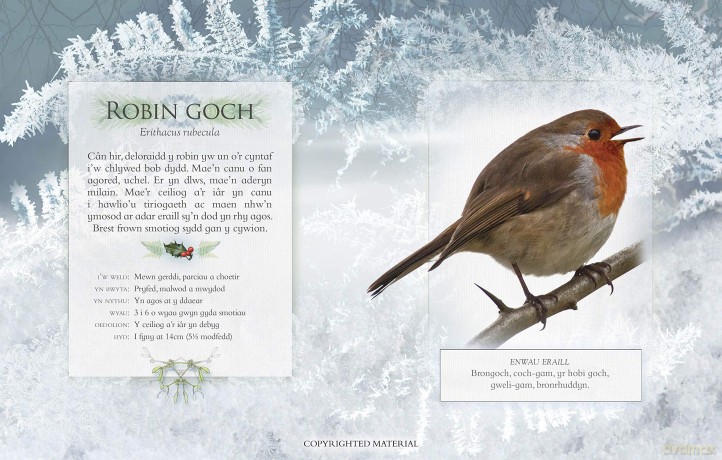 Llyfr Bach O Ganeuon Adar Yrardd: The Little Book Of Garden Bird Songs Welsh Edition: Interactive sound book for birdwatchers: Part of the Little Book of Sounds Series for Children Aged 3 to 8 Years - Caz Buckingham [KSIĄŻKA]