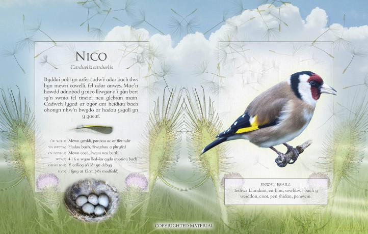 Llyfr Bach O Ganeuon Adar Yrardd: The Little Book Of Garden Bird Songs Welsh Edition: Interactive sound book for birdwatchers: Part of the Little Book of Sounds Series for Children Aged 3 to 8 Years - Caz Buckingham [KSIĄŻKA]
