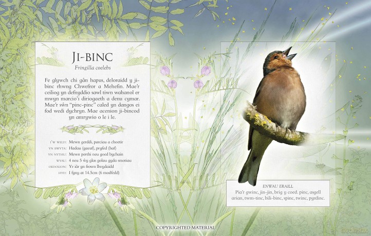Llyfr Bach O Ganeuon Adar Yrardd: The Little Book Of Garden Bird Songs Welsh Edition: Interactive sound book for birdwatchers: Part of the Little Book of Sounds Series for Children Aged 3 to 8 Years - Caz Buckingham [KSIĄŻKA]