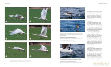 How Birds Fly The Science and Art of Avian Flight. - Peter Cavanagh [KSIĄŻKA]