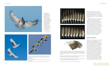 How Birds Fly The Science and Art of Avian Flight. - Peter Cavanagh [KSIĄŻKA]