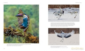 How Birds Fly The Science and Art of Avian Flight. - Peter Cavanagh [KSIĄŻKA]