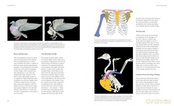 How Birds Fly The Science and Art of Avian Flight. - Peter Cavanagh [KSIĄŻKA]