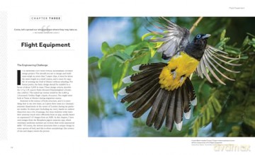 How Birds Fly The Science and Art of Avian Flight. - Peter Cavanagh [KSIĄŻKA]