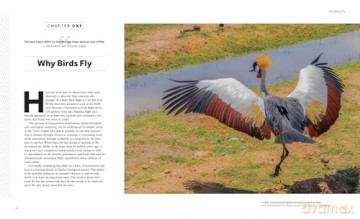 How Birds Fly The Science and Art of Avian Flight. - Peter Cavanagh [KSIĄŻKA]