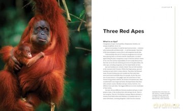 Orangutans Their History, Natural History and Conservation - Ronald Orenstein [KSIĄŻKA]