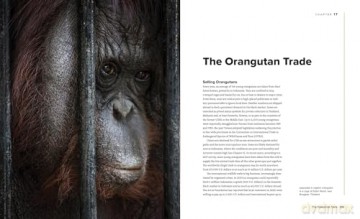 Orangutans Their History, Natural History and Conservation - Ronald Orenstein [KSIĄŻKA]