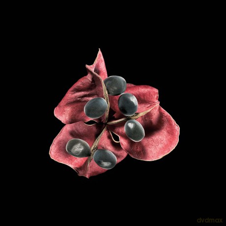 Seeds - Michel Butor [KSIĄŻKA]
