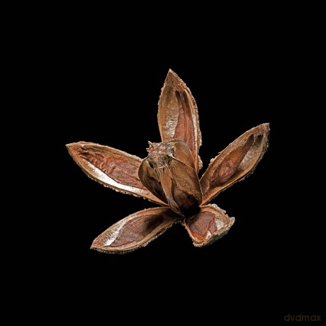 Seeds - Michel Butor [KSIĄŻKA]