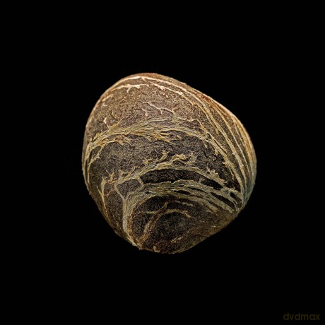 Seeds - Michel Butor [KSIĄŻKA]