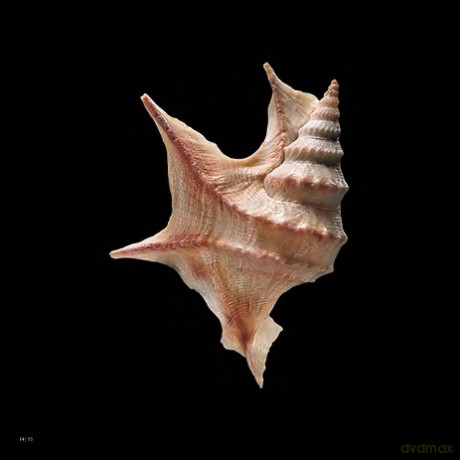 Shells (Jacques and Rita Senders Collection) - Jacques Senders [KSIĄŻKA]