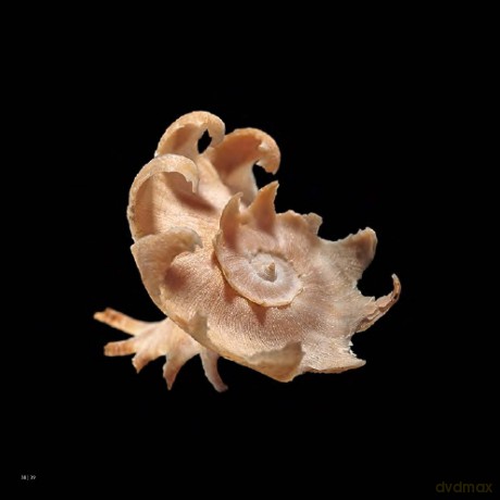 Shells (Jacques and Rita Senders Collection) - Jacques Senders [KSIĄŻKA]