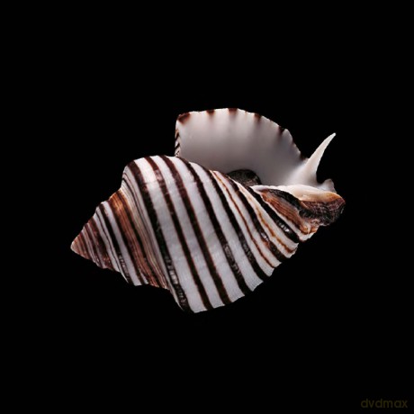 Shells (Jacques and Rita Senders Collection) - Jacques Senders [KSIĄŻKA]