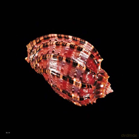 Shells (Jacques and Rita Senders Collection) - Jacques Senders [KSIĄŻKA]