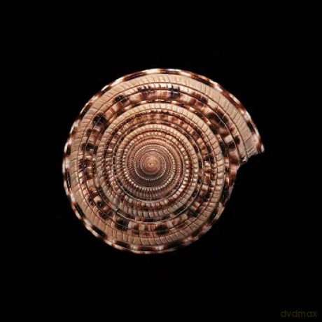 Shells (Jacques and Rita Senders Collection) - Jacques Senders [KSIĄŻKA]