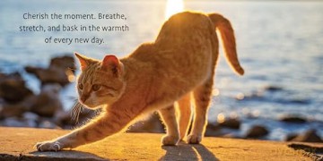 Life Lessons from Cats (Thinking of You) - Grace Peterson [KSIĄŻKA]