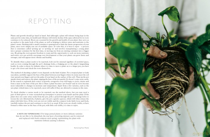 House of Plants: Living with tropical plants, succulents and cacti - Rose Ray [KSIĄŻKA]