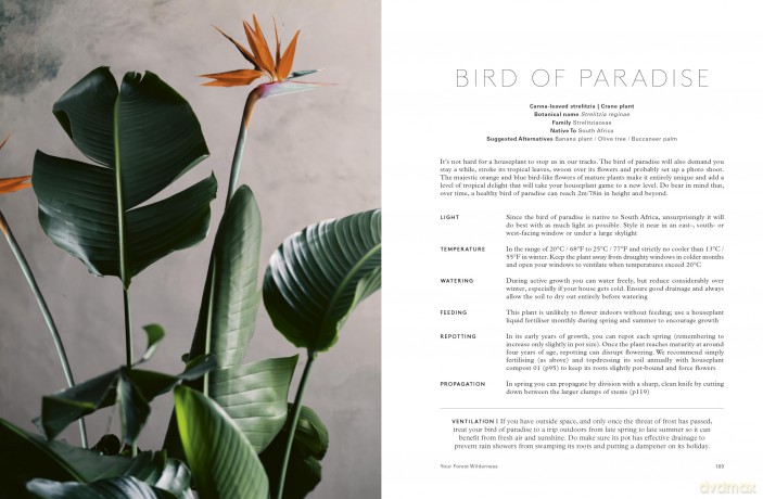 House of Plants: Living with tropical plants, succulents and cacti - Rose Ray [KSIĄŻKA]