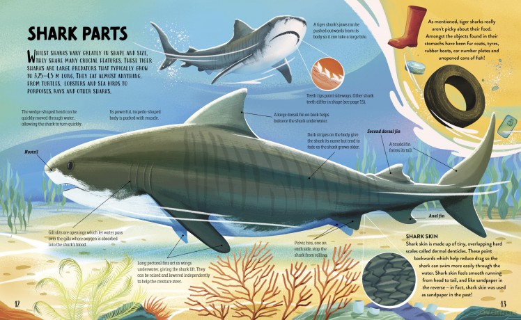 The Hungry History of Sharks - Clive Gifford [KSIĄŻKA]