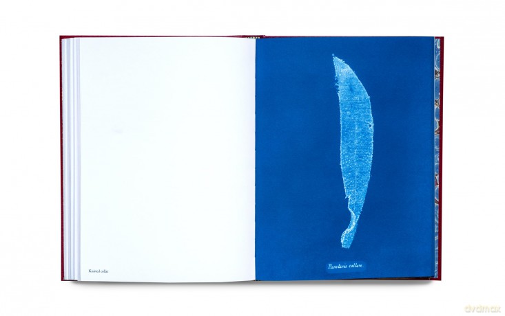 Photographs of British Algae: Cyanotype Imperfections Mandy Baker - Mandy Barker [KSIĄŻKA]
