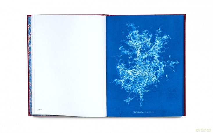 Photographs of British Algae: Cyanotype Imperfections Mandy Baker - Mandy Barker [KSIĄŻKA]