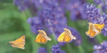 The Butterfly Book: 16 (Nature Book Series) - Jane Russ [KSIĄŻKA]